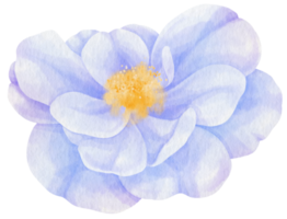 illustration aquarelle de fleurs bleues roses png