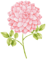 rosa dahlia blommor akvarell illustration png