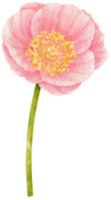 ilustração em aquarela de flores de papoula rosa png