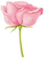 Pink rose flowers watercolor illustration png