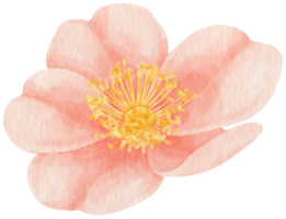 ilustração em aquarela de flores rosas cor de rosa png