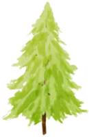 illustrazione dell'acquerello dell'albero di pino per elemento decorativo png