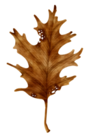 style aquarelle de feuille d'automne sèche pour élément décoratif png