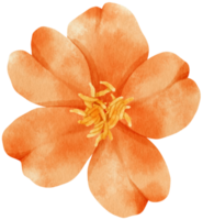 Orange flowers watercolor illustration png