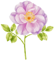 Purple rose flowers watercolor illustration png