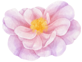 ilustração em aquarela de flores rosas roxas png