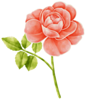 Red rose flowers watercolor illustration png