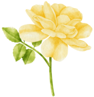 Yellow rose flowers watercolor illustration png