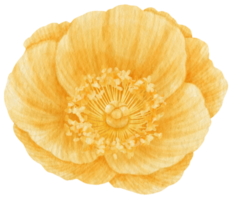 Yellow poppy flowers watercolor illustration png