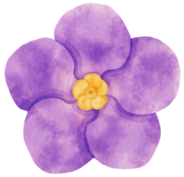 aquarela de flor roxa pintada para elemento decorativo png