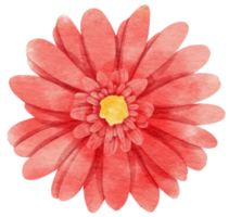 Red flower watercolor painted for Decorative Element png