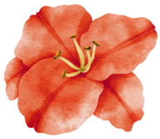 aquarela de flor de lírio vermelho pintada para elemento decorativo png