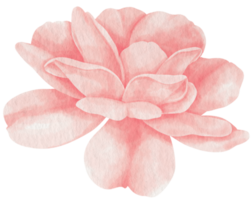 estilo de acuarela de flor rosa rosa para elemento decorativo png