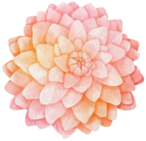 style aquarelle de fleur de dahlia rose pour élément décoratif png