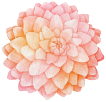 Pink dahlia flower watercolor style for Decorative Element png
