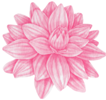 Pink dahlia flower watercolor style for Decorative Element png