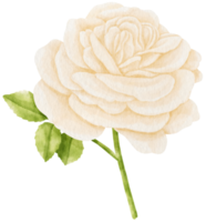 White rose flowers watercolor illustration png