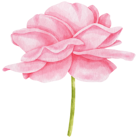 Pink rose flowers watercolor illustration png
