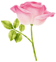 rosa ros blommor akvarell illustration png