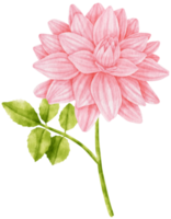 rosa dahlie blüht aquarellillustration png