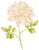 ilustração em aquarela de flores de dália branca png