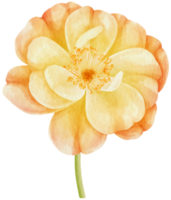 orange rose blumen aquarellillustration png