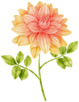 flowers watercolor illustration png