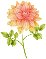 blommor akvarell illustration png