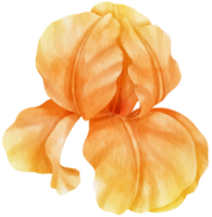 Orange iris flowers watercolor illustration png