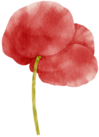 Red poppy flowers watercolor illustration png