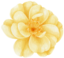 rosa amarilla flores acuarela ilustración png