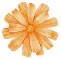 orange blomma akvarell målade för dekorativa element png