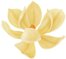 Yellow magnolia flowers watercolor illustration png