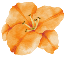 orange Lilienblumenaquarell gemalt für dekoratives Element png