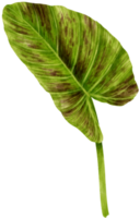 colocasia tropische blattaquarellillustration png