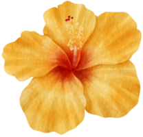 Yellow hibiscus flower watercolor style for Decorative Element png