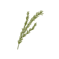 Rosemary Clip Art png