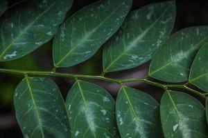 Close-up of green leaf texture background photo