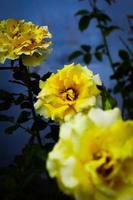 Natural Beautiful Yellow Roses in a Garden photo