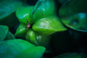 Star fruit, starfruit, carambola full frame detail close up photo