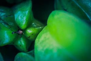 Star fruit, starfruit, carambola full frame detail close up photo