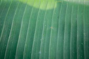 fondo de textura de hoja de plátano foto