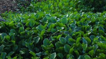 Water hyacinth on the side of the river background photo