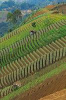 Terraced rice field in harvest season, popular travel destination. photo