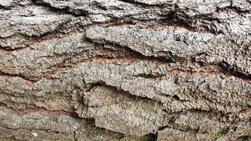 textura de corteza de árbol para fondo con espacio de copia foto