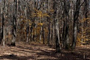 autumn forest at daytime photo