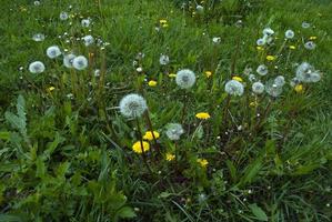 dandelions and green grass photo