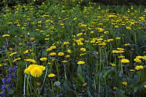 yellow dandelions and green grass photo