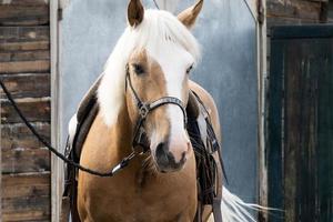 Horses are standing in the village in the fresh air photo