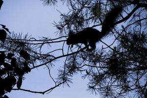 crepúsculo, una ardilla en un árbol saltará foto